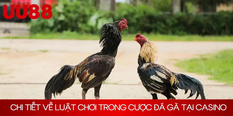 Chi tiết về luật chơi trong cược đá gà tại casino