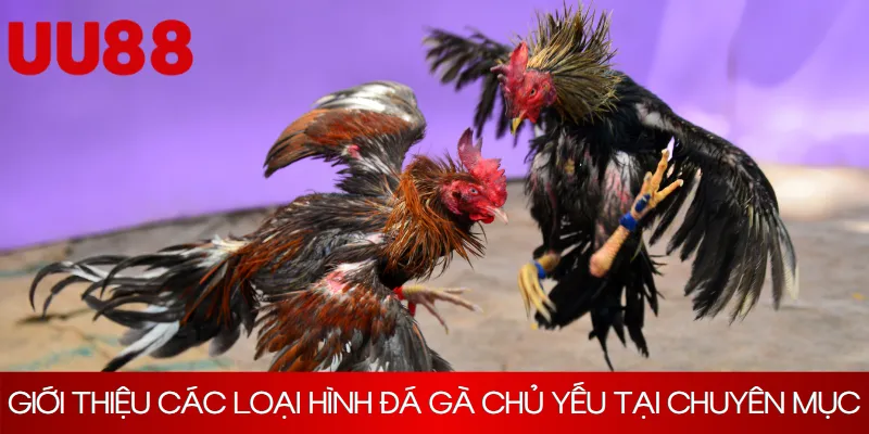 Giới thiệu các loại hình đá gà chủ yếu tại chuyên mục