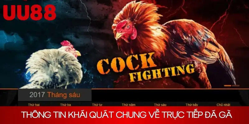 Thông tin khái quát chung về trực tiếp đá gà tại UU88